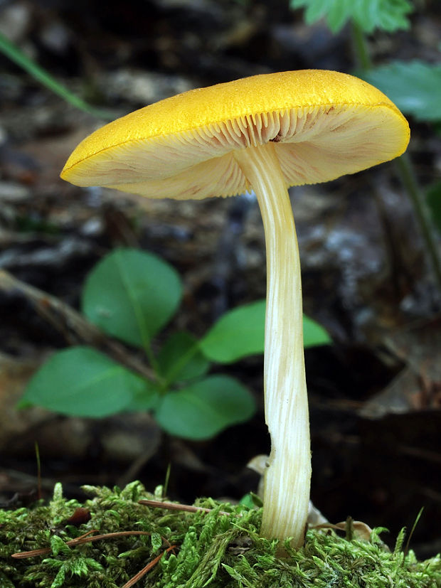 štítovka žltá Pluteus leoninus (Schaeff.) P. Kumm.