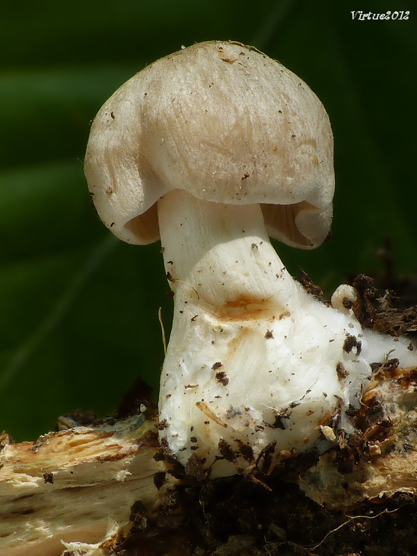 štítovka Pluteus sp.