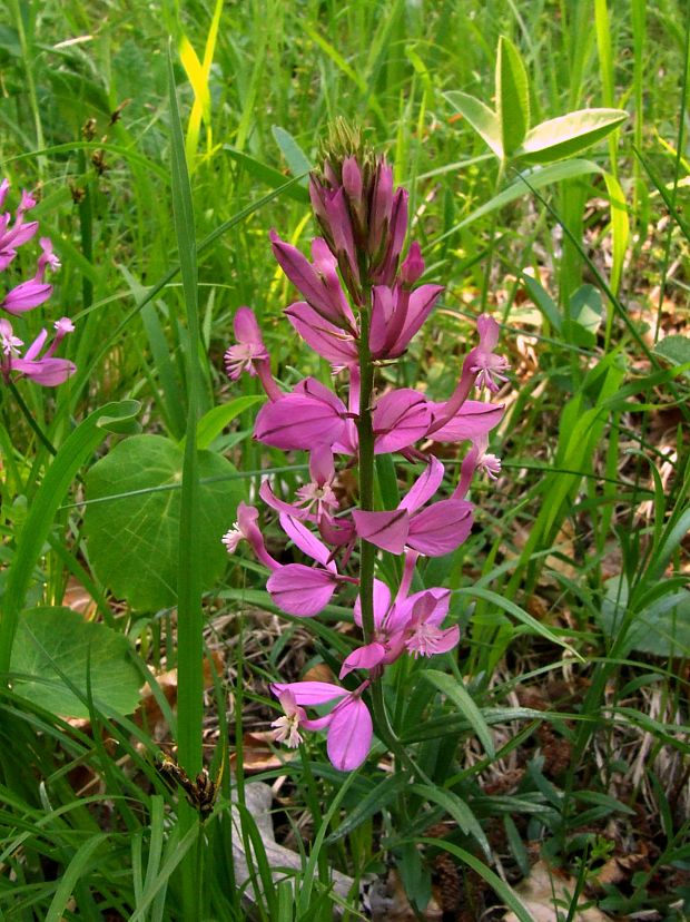 horčinka väčšia Polygala major Jacq.