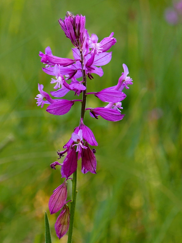 horčinka väčšia Polygala major Jacq.