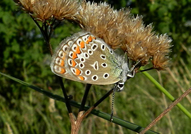 modráčik obyčajný-samička Polyommatus icarus