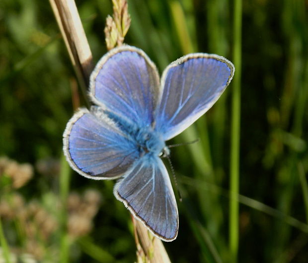 modráčik obyčajný Polyommatus icarus