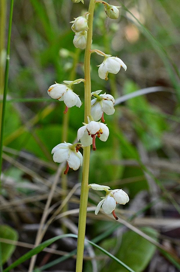 hruštička okrúhlolistá Pyrola rotundifolia L.