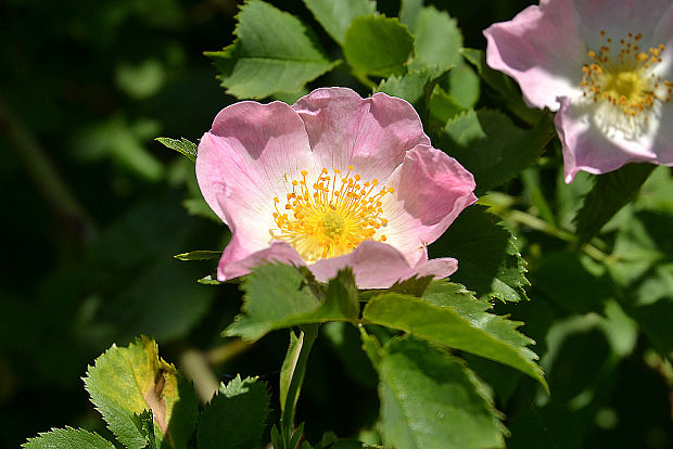 ruža šípová Rosa canina L.