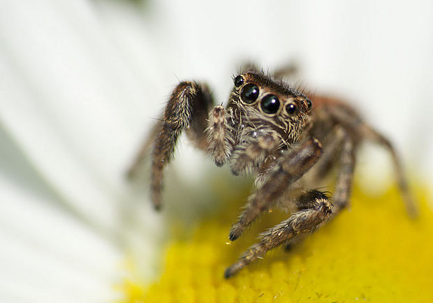 skákavka Salticus sp.