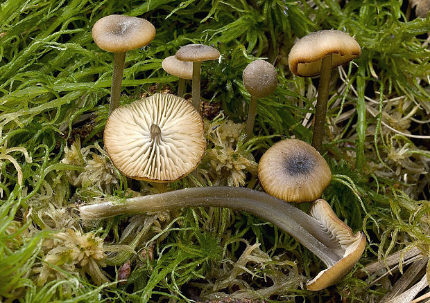 sivolupeňovka Tephrocybe palustris (Peck) Donk