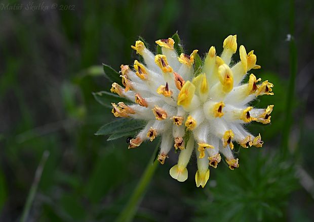 bôľhoj lekársky Anthyllis vulneraria L.