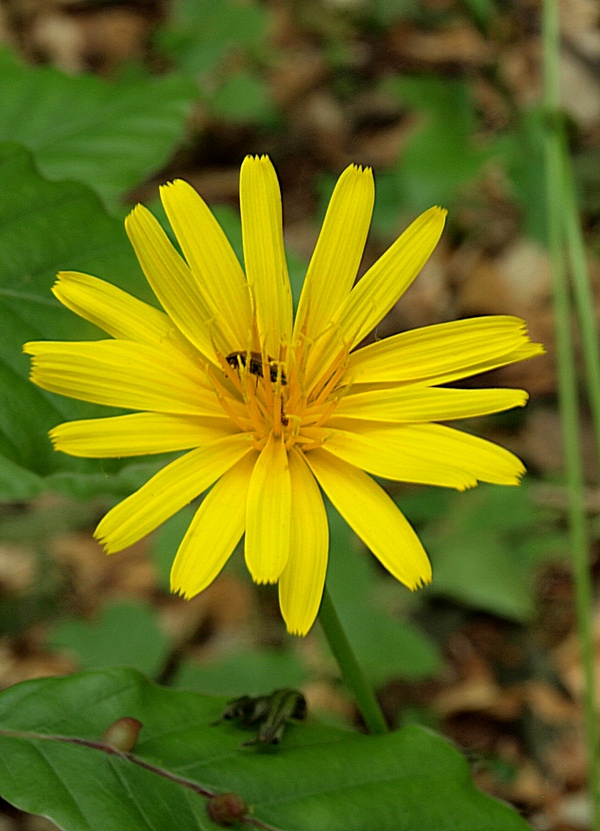 razivka smradľavá Aposeris foetida  (L.) Less.