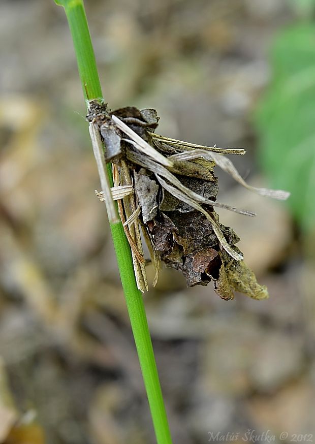 vreckovec trávový Canephora hirsuta