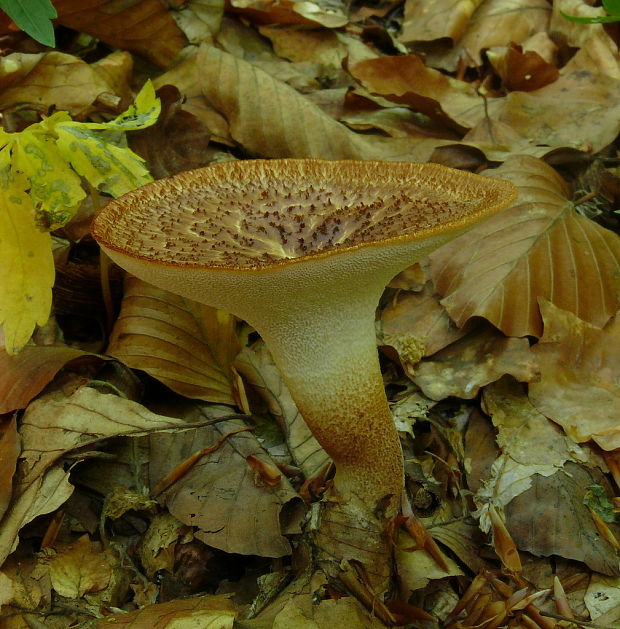 trúdnik šupinatý Cerioporus squamosus (Huds.) Quél.