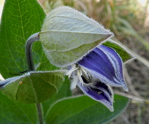 plamienok celistvolistý Clematis integrifolia L.