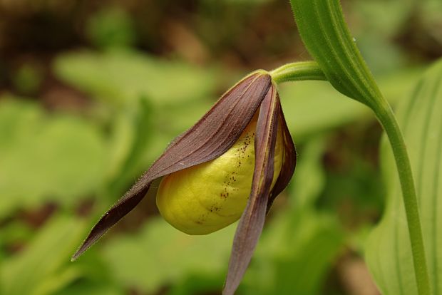 črievičník papučkový Cypripedium calceolus L.