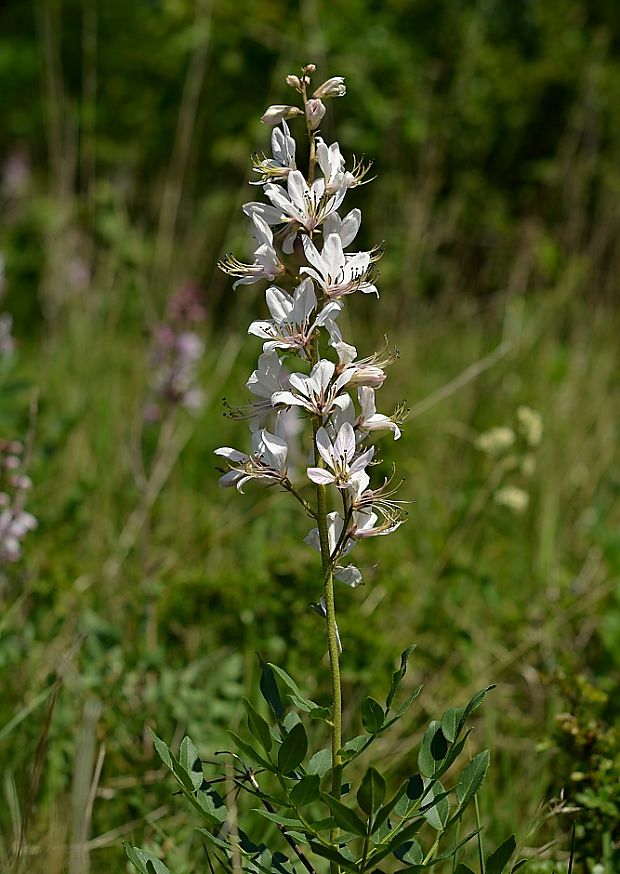 jasenec biely Dictamnus albus L.