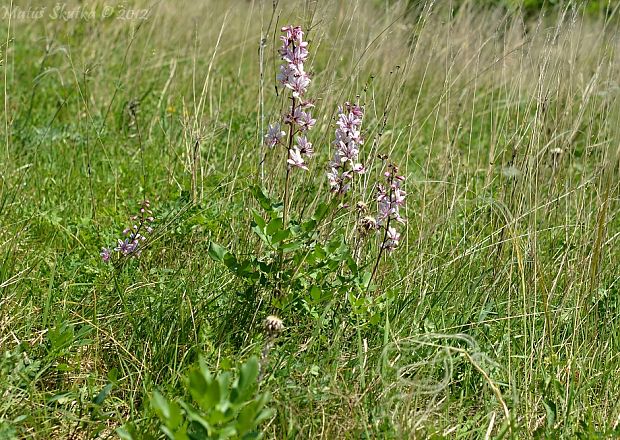 jasenec biely Dictamnus albus L.