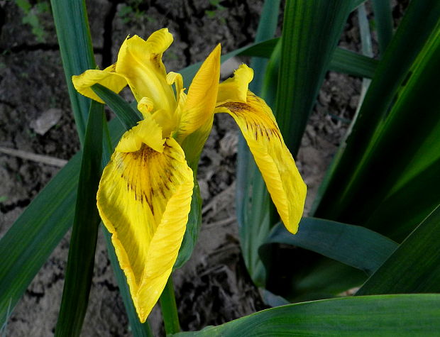 kosatec žltý Iris pseudacorus L.