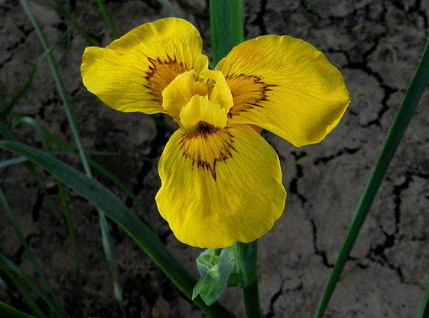 kosatec žltý Iris pseudacorus L.