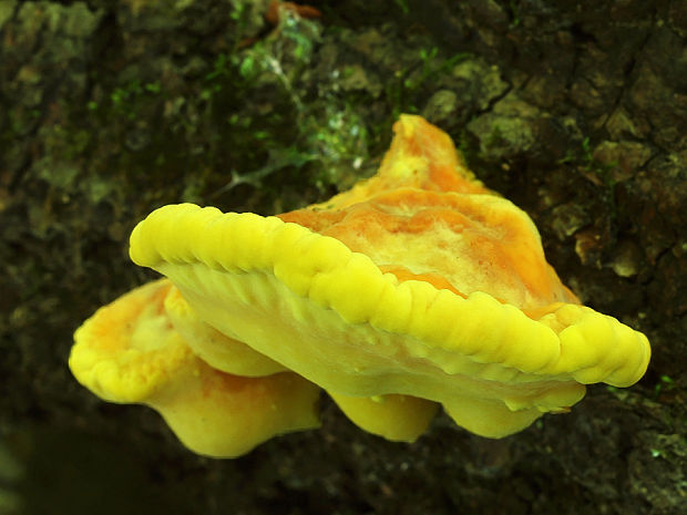 sírovec obyčajný Laetiporus sulphureus (Bull.) Murrill