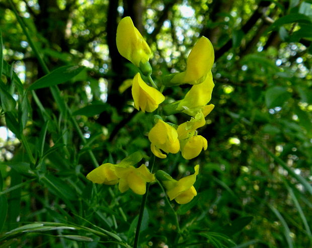 hrachor lúčny Lathyrus pratensis L.