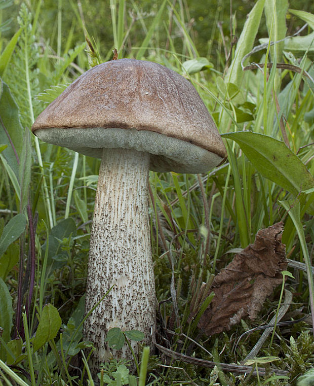 kozák brezový Leccinum scabrum (Bull.) Gray