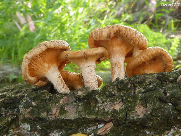 húževnatec Lentinus sp.