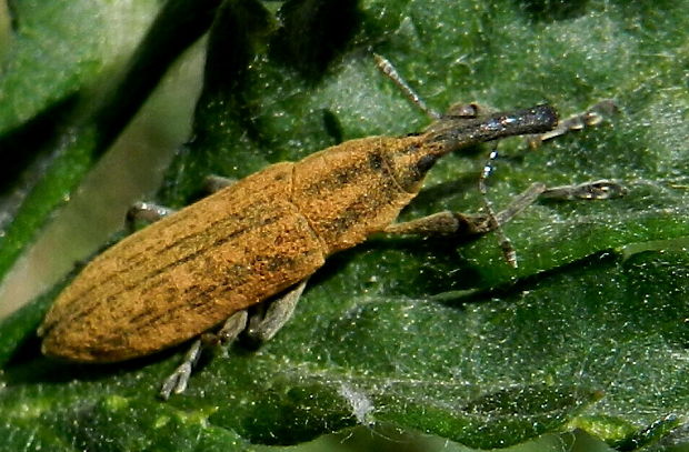 dlhánik Lixus fasciculatus