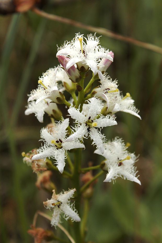 vachta trojlistá Menyanthes trifoliata L.