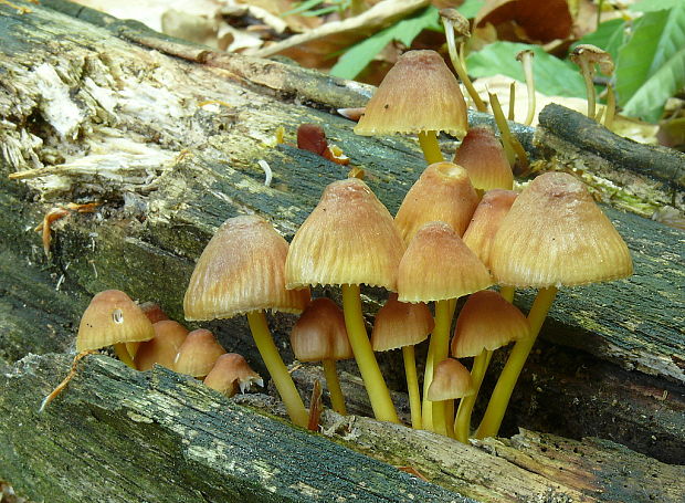 prilbička žltohlúbiková Mycena renati Quél.