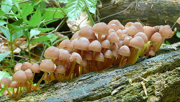 prilbička žltohlúbiková Mycena renati Quél.