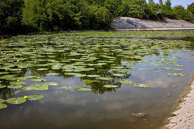 leknica žltá - stanoviště Nuphar lutea (L.) Sm.