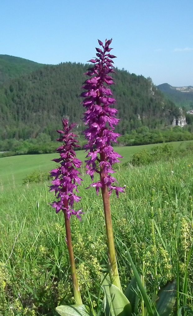 vstavač mužský poznačený Orchis mascula subsp. signifera (Vest) Soó