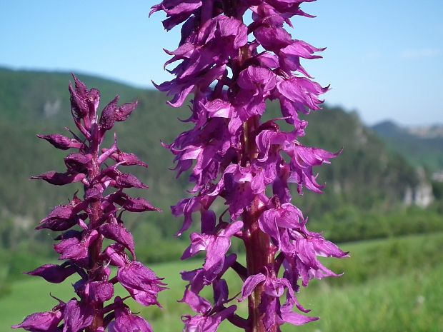 vstavač mužský poznačený Orchis mascula subsp. signifera (Vest) Soó