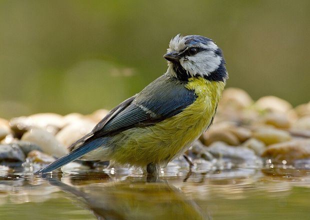 sýkorka belasá Parus caeruleus