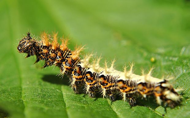 babôčka zubatokrídla  Polygonia c-album