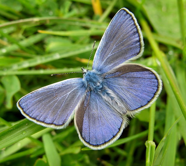 modracik obycajny Polyommatus icarus