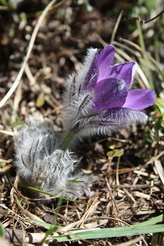 poniklec slovenský Pulsatilla slavica Reuss