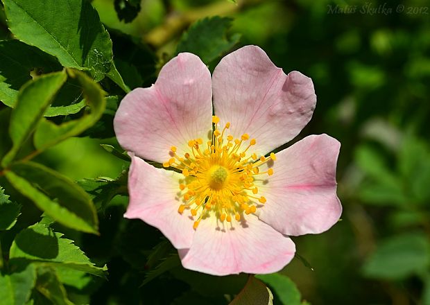 ruža šípová Rosa canina L.