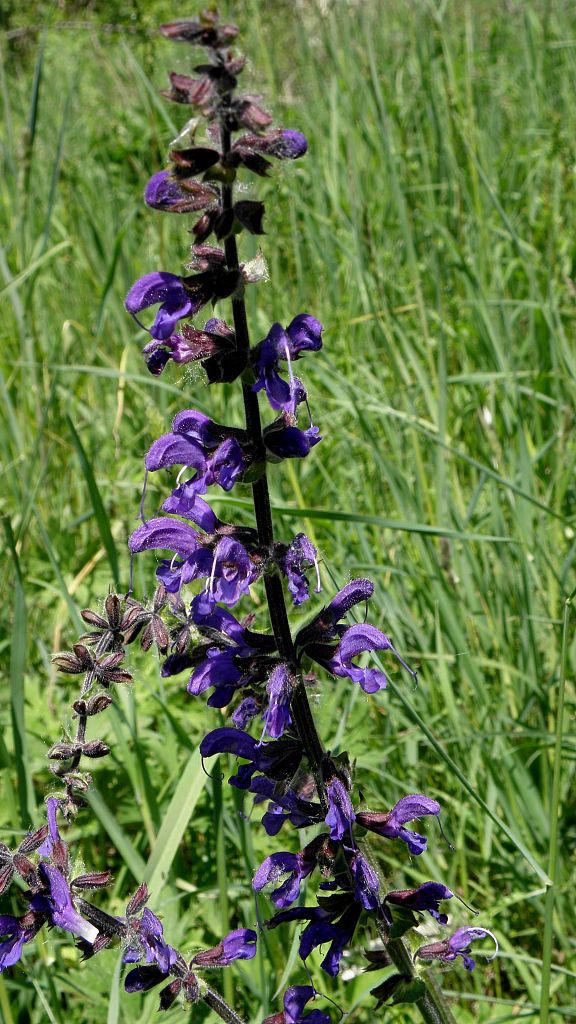 šalvia lúčna Salvia pratensis L.