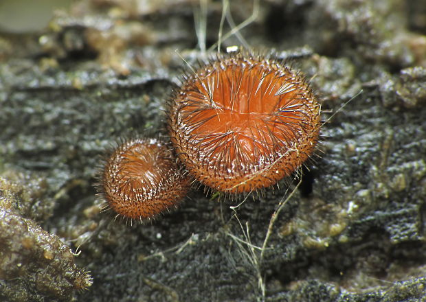 štítovnička Scutellinia sp.