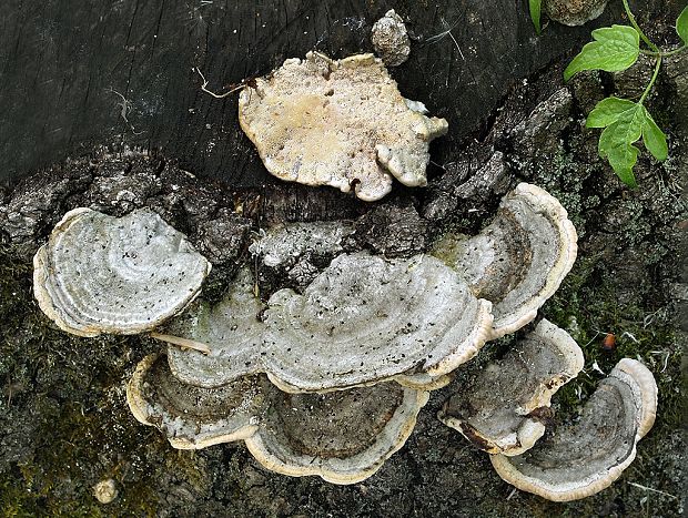 trúdnikovec chlpatý Trametes hirsuta (Wulfen) Lloyd