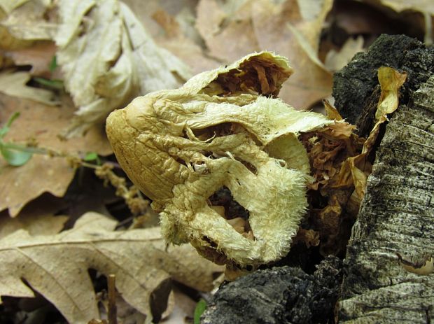 pošvovec stromový Volvariella bombycina (Schaeff.) Singer