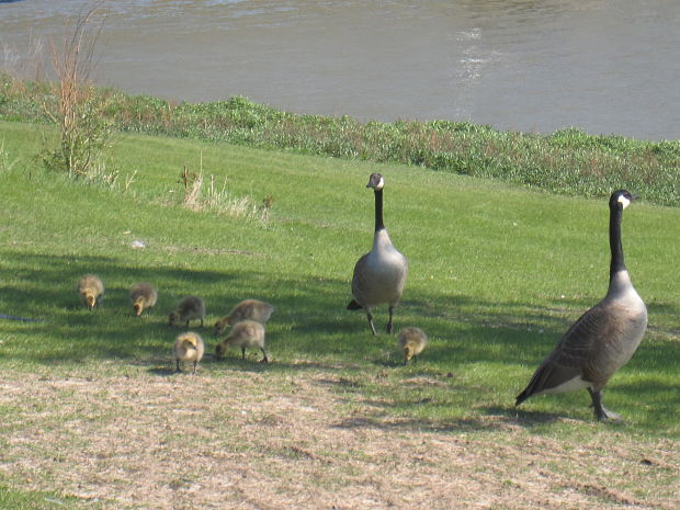 rodicia a dietky bernikla bielobrada  branta canadensis