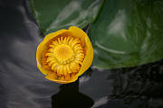 leknica žltá - květ