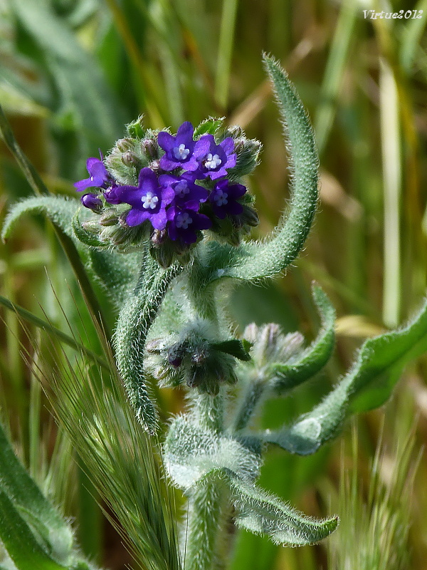 smohla lekárska Anchusa officinalis L.