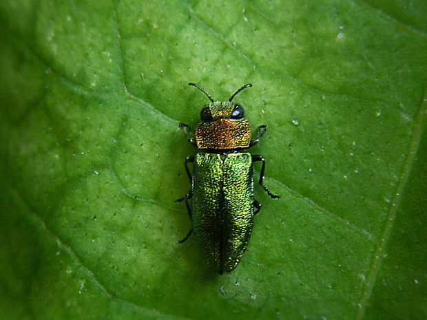 krasoň lesklý Anthaxia nitidula nitidula