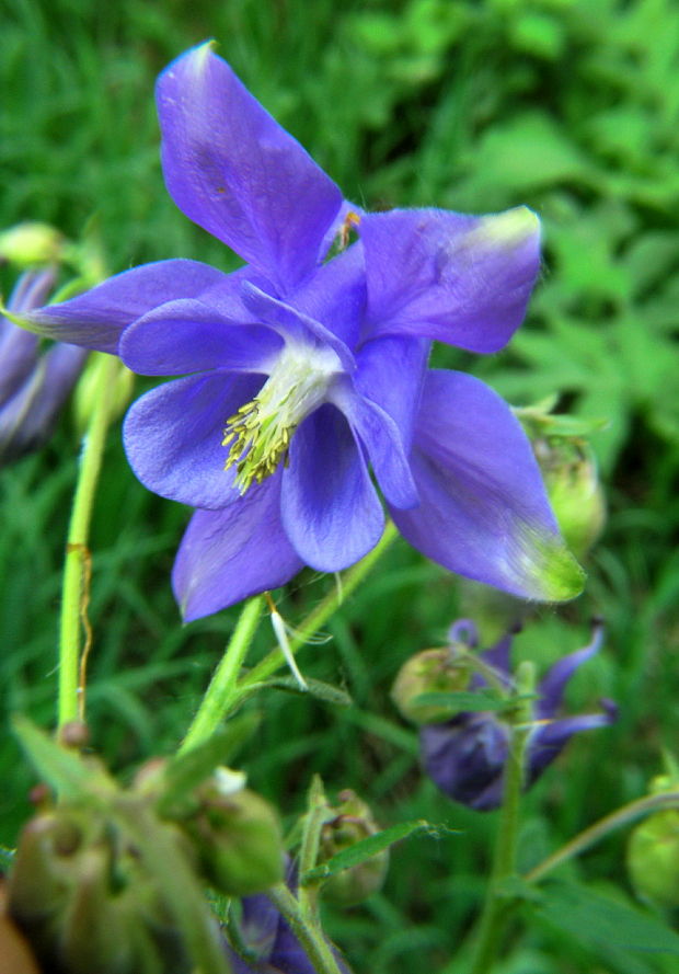 orlíček obyčajný Aquilegia vulgaris L.