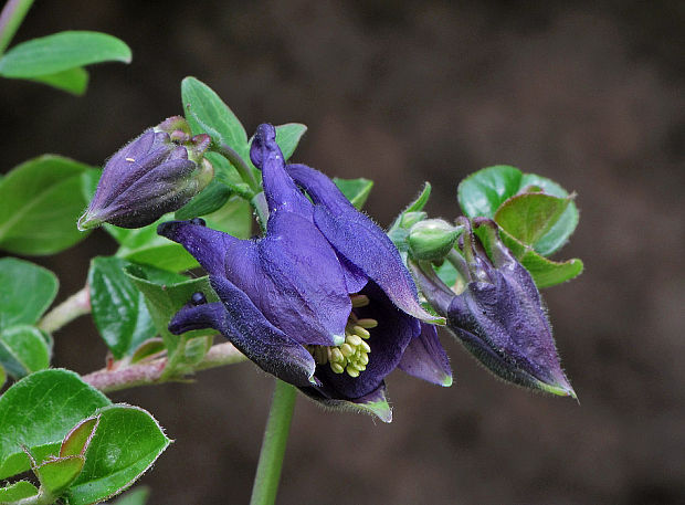 orlíček obyčajný Aquilegia vulgaris L.