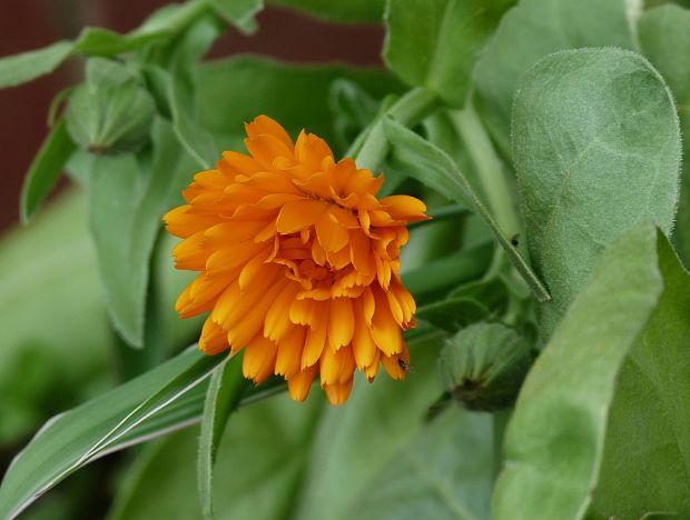 nechtík lekársky Calendula officinalis L.