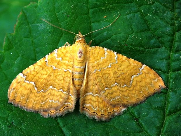 piadivka žihľavová Camptogramma bilineata