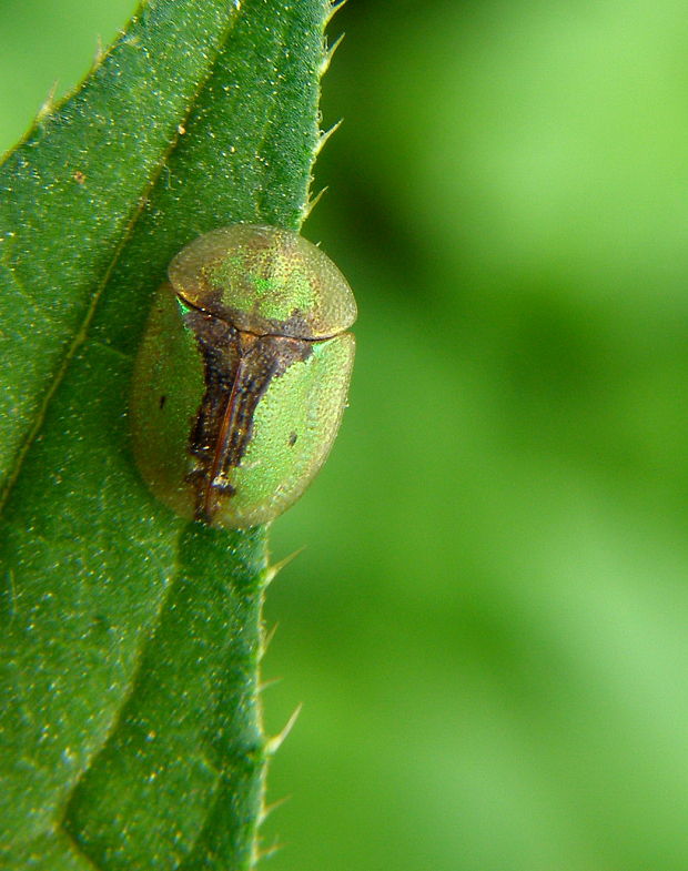 štítnatec Cassida vibex