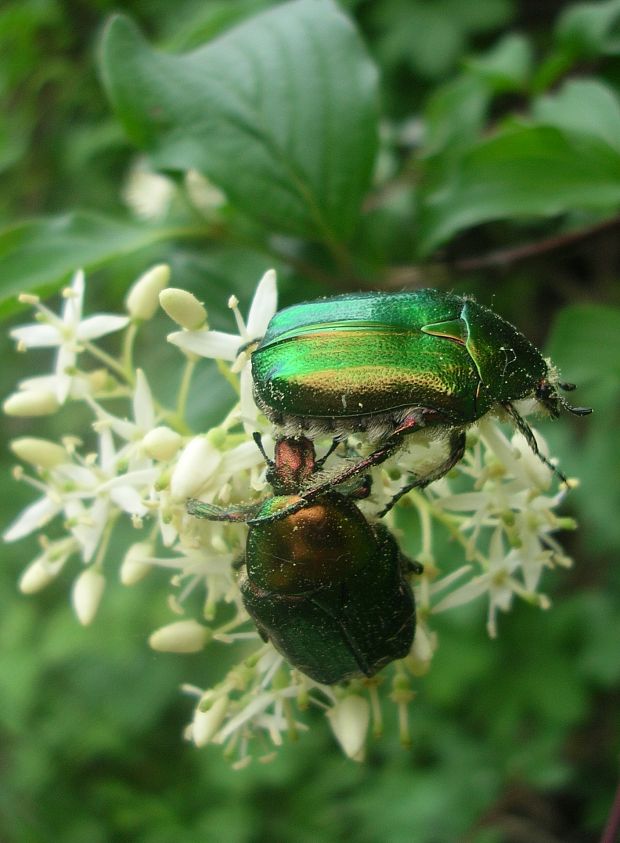 zlatoň obyčajný Cetonia aurata